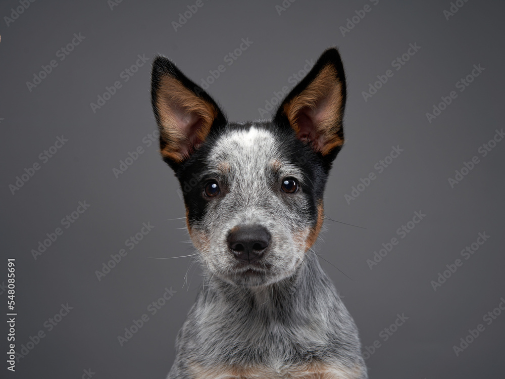 Australian Heeler puppy. Dog on a gray background in the studio Australian Heeler puppy. Dog on a gray background in the studio