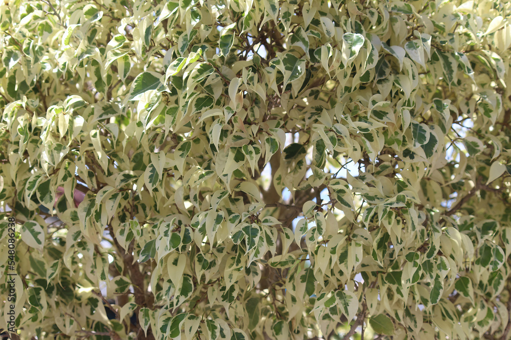 Green and white foliage of a Variegated fig. Ficus variegata Green and white foliage of a Variegated fig. Ficus variegata