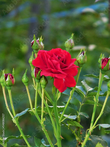Beautiful red rose with a lot of buds.