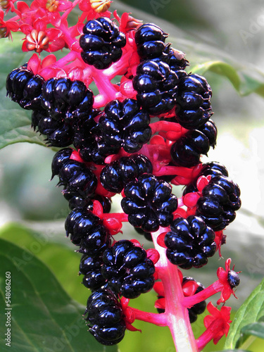 American pokeweed macro photo.