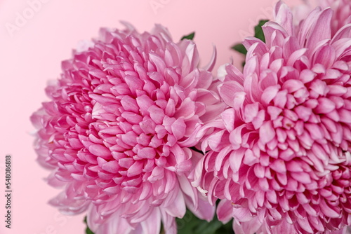 Light pink Chrysanthemum flowers background