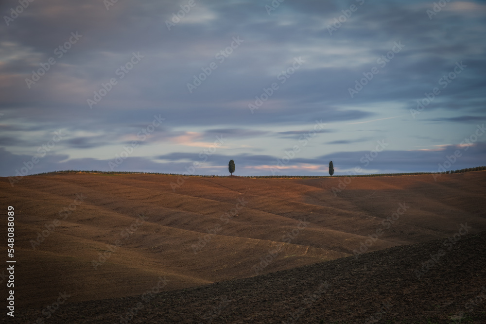 Monteroni d'Arbia, cypress tree and wheat field along the route of the via Francigena. Siena province, Tuscany. Italy, Europe. October 2022 Monteroni d'Arbia, cypress tree and wheat field along the route of the via Francigena. Siena province, Tuscany. Italy, Europe. October 2022