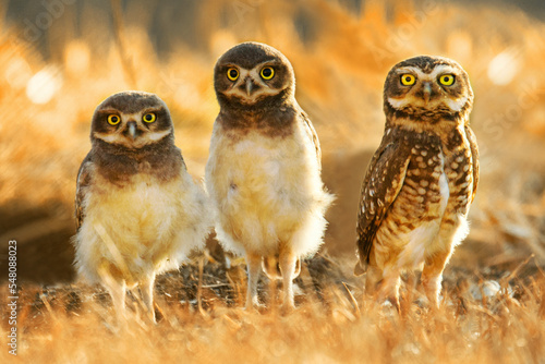 Burrowing owl family on the nature
