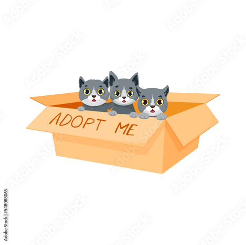 Adopt a cat, cute kittens sitting in carton box waiting owner and adoption into family. Isolated vector little cats characters on animals distribution fair, save life and help to stray pets charity