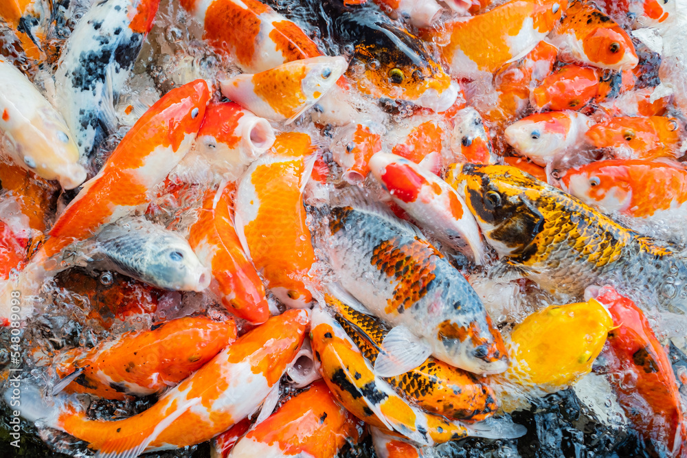 carp fish pond background, colorful background, Fancy carp