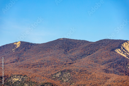 view of the mountains covered with red forest