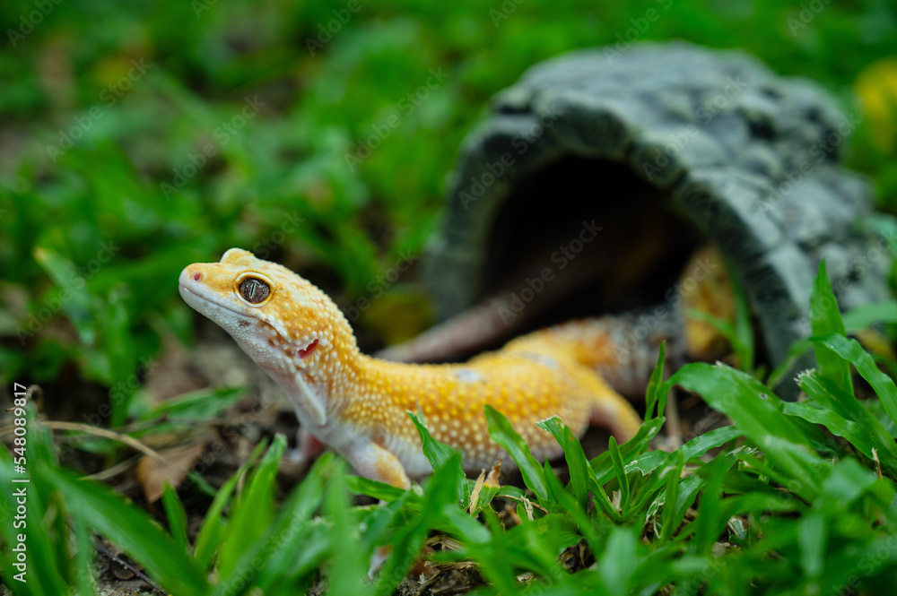 Common leopard gecko on the ground Common leopard gecko on the ground