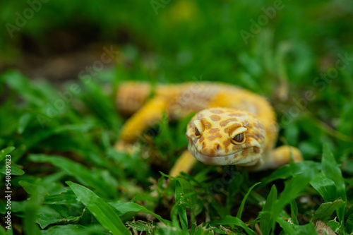 Common leopard gecko on the ground