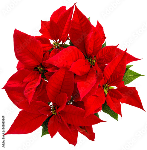 PNG Red poinsettia. Christmas flower isolated