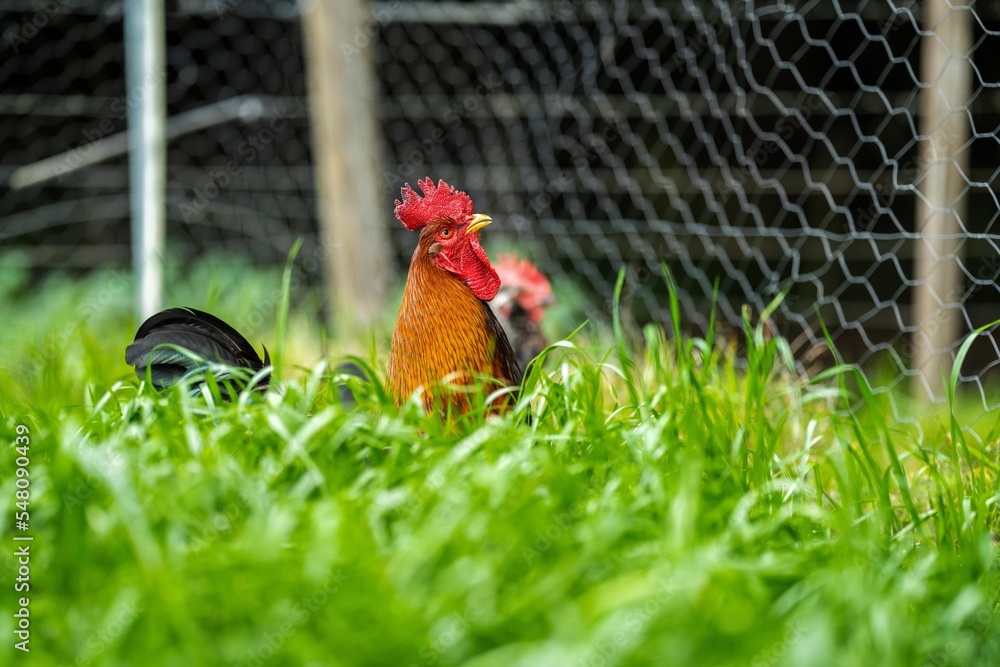 Fototapeta premium free range poultry layers on a ranch in america
