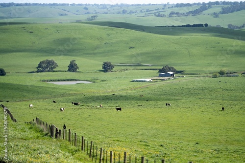 pasture and cows and livestock on a farm in America