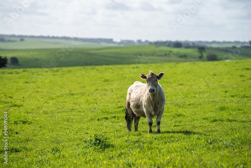 angus and wagyu stud cows and bulls on a farm