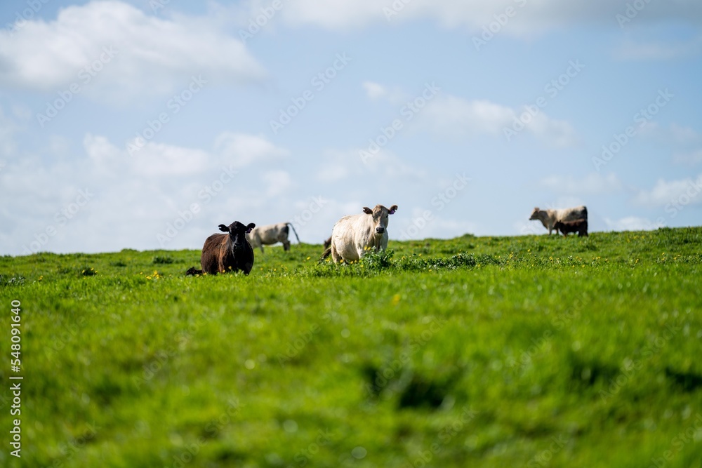Obraz premium livestock on an agricultural farm on a ranch on pasture and grass