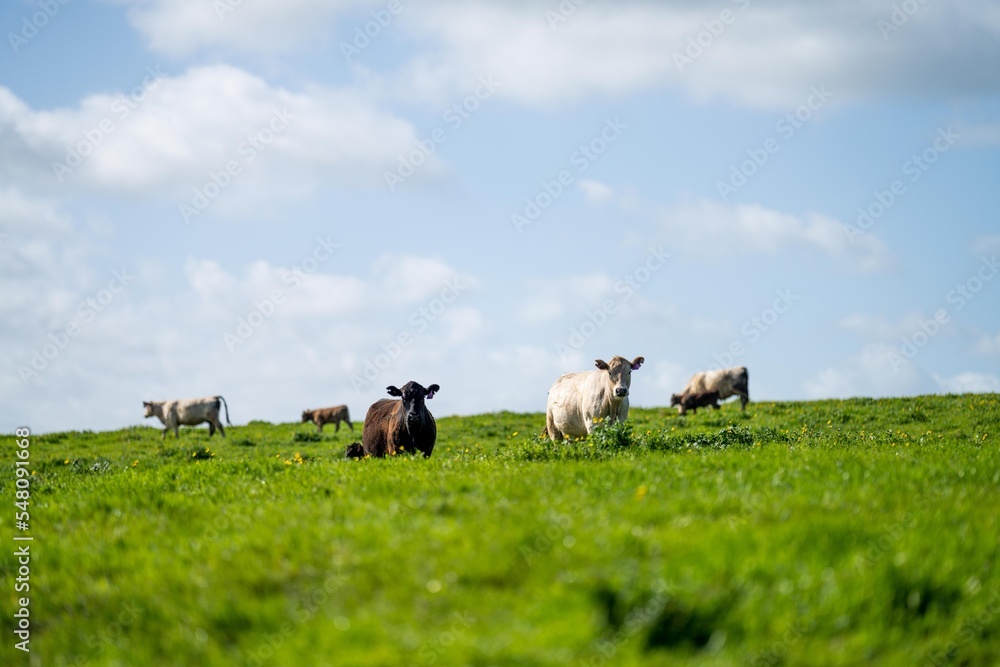 pasture and cows and livestock on a farm in America pasture and cows and livestock on a farm in America