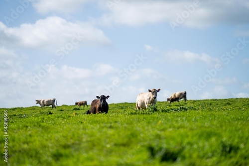 pasture and cows and livestock on a farm in America