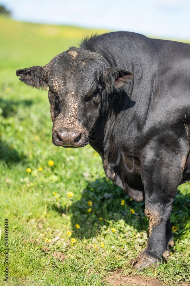livestock on an agricultural farm on a ranch on pasture and grass livestock on an agricultural farm on a ranch on pasture and grass