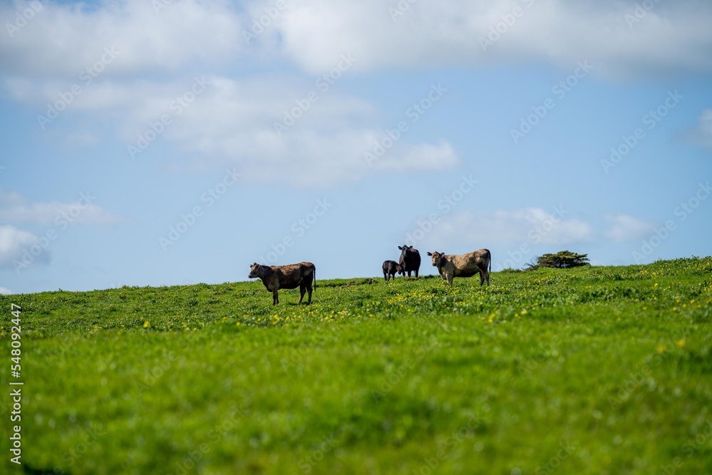 beautiful cows and cattle grazing on pasture in spring in asia beautiful cows and cattle grazing on pasture in spring in asia