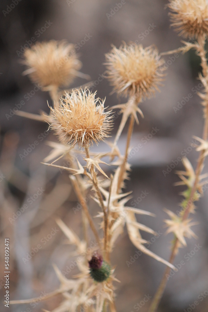 thistle in its sleep