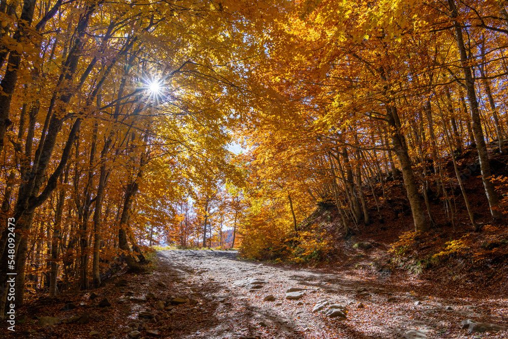 Fototapeta premium autumn in the forest