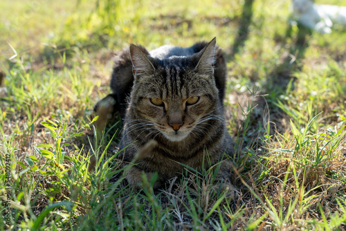 cat in the grass © Luca