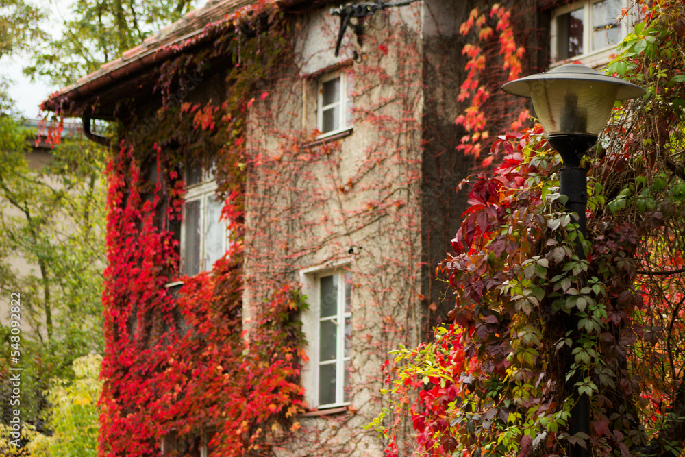 Beautiful house with ivy. Background.