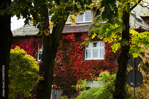 Fototapeta Naklejka Na Ścianę i Meble -  Beautiful house with ivy. Background.