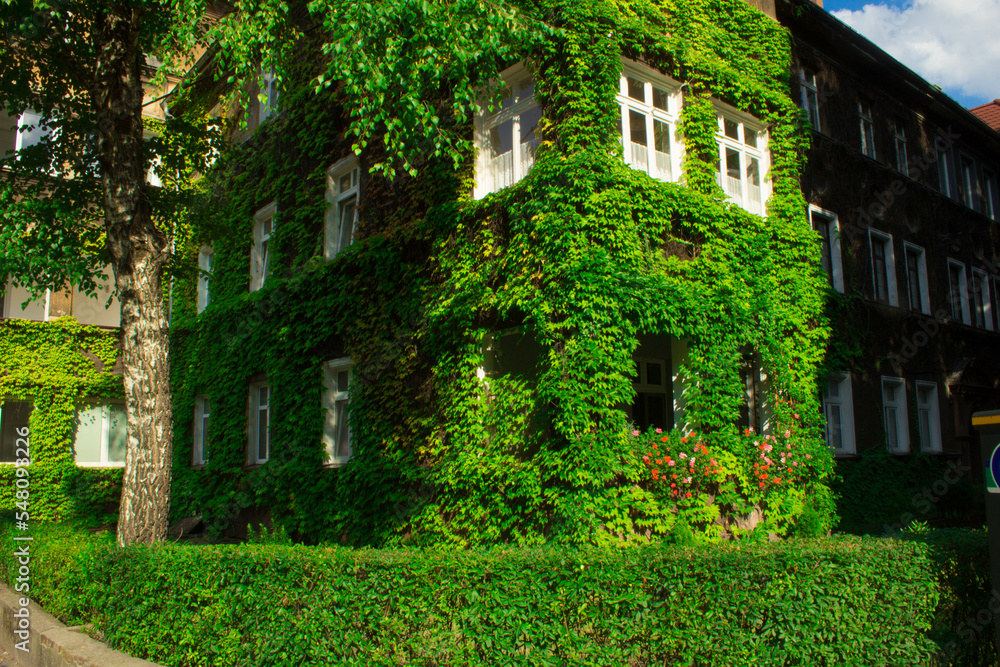 Beautiful house with ivy. Background.