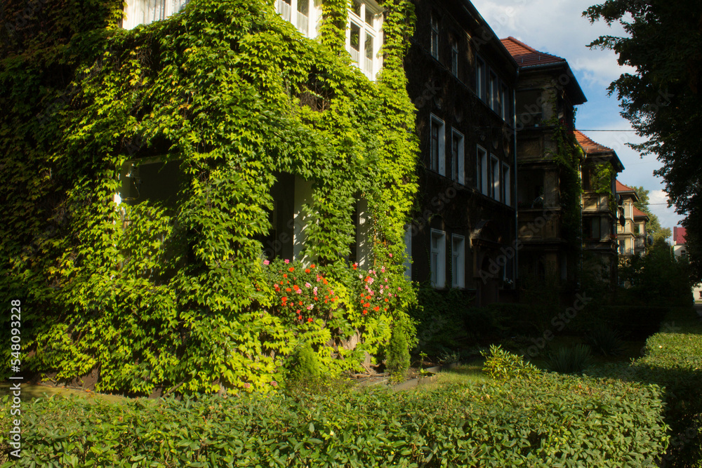 Beautiful house with ivy. Background.