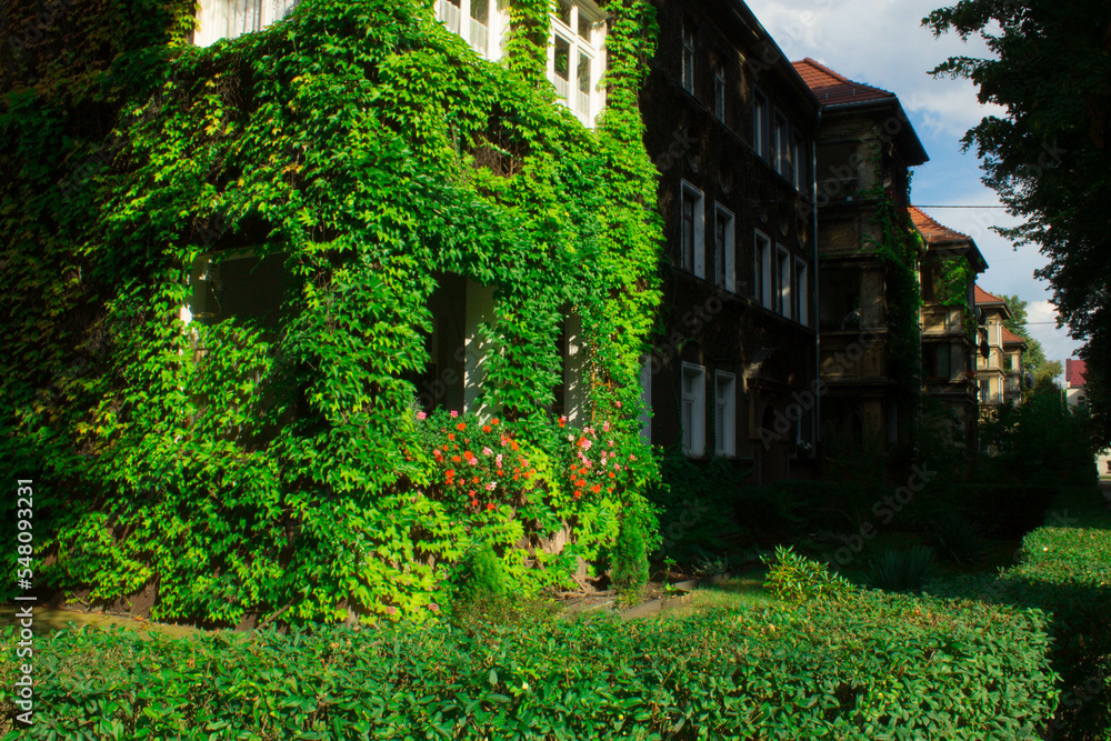 Beautiful house with ivy. Background. Beautiful house with ivy. Background.