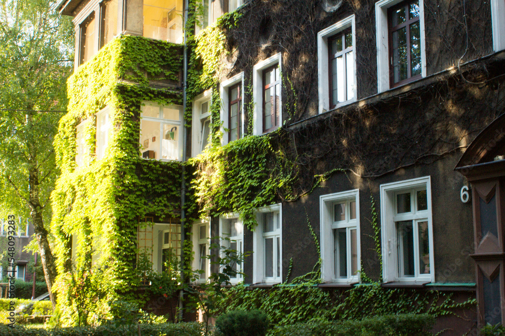 Naklejka premium Beautiful house with ivy. Background.