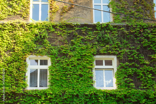 Beautiful house with ivy. Background.