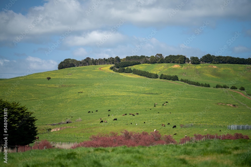 livestock on an agricultural farm on a ranch on pasture and grass