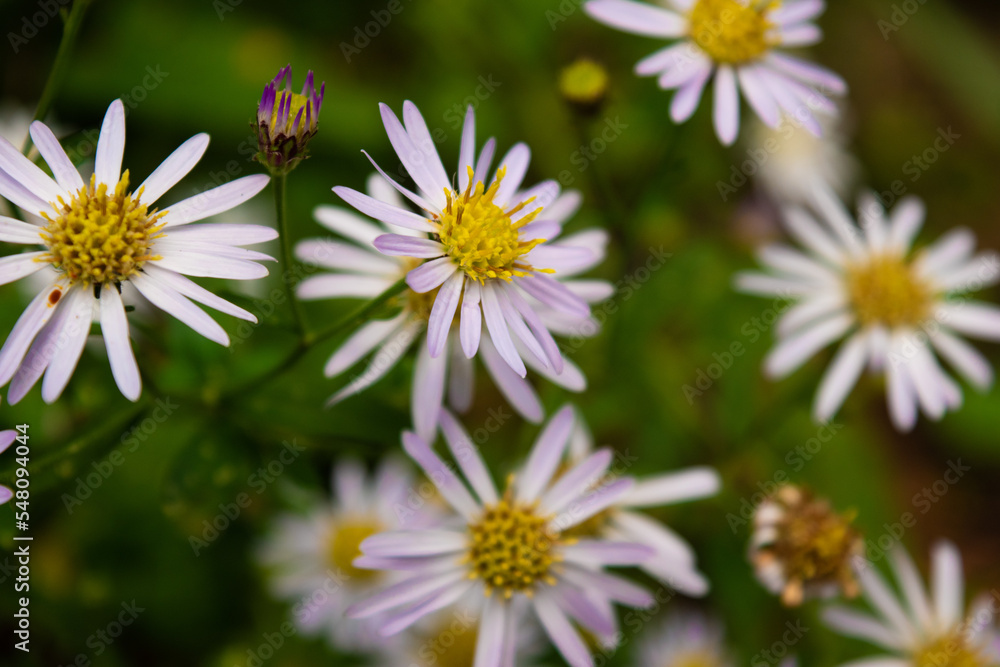 pale purple flowers of aster microcephalus var. ovatus 3 pale purple flowers of aster microcephalus var. ovatus 3