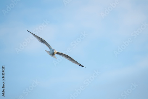 Closeup of seagull flying with bright blue sky