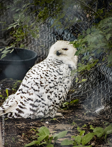 Snow Owl