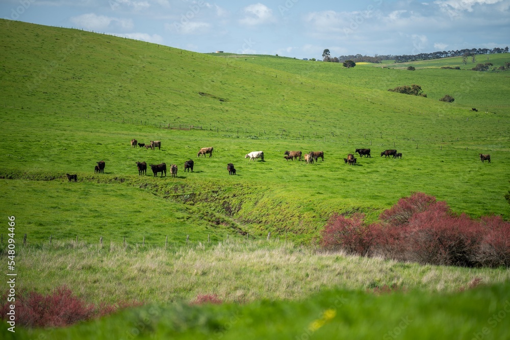 angus and wagyu stud cows and bulls on a farm angus and wagyu stud cows and bulls on a farm