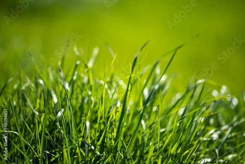 pasture and grass in a paddock on a regenerative organic flowers in a field