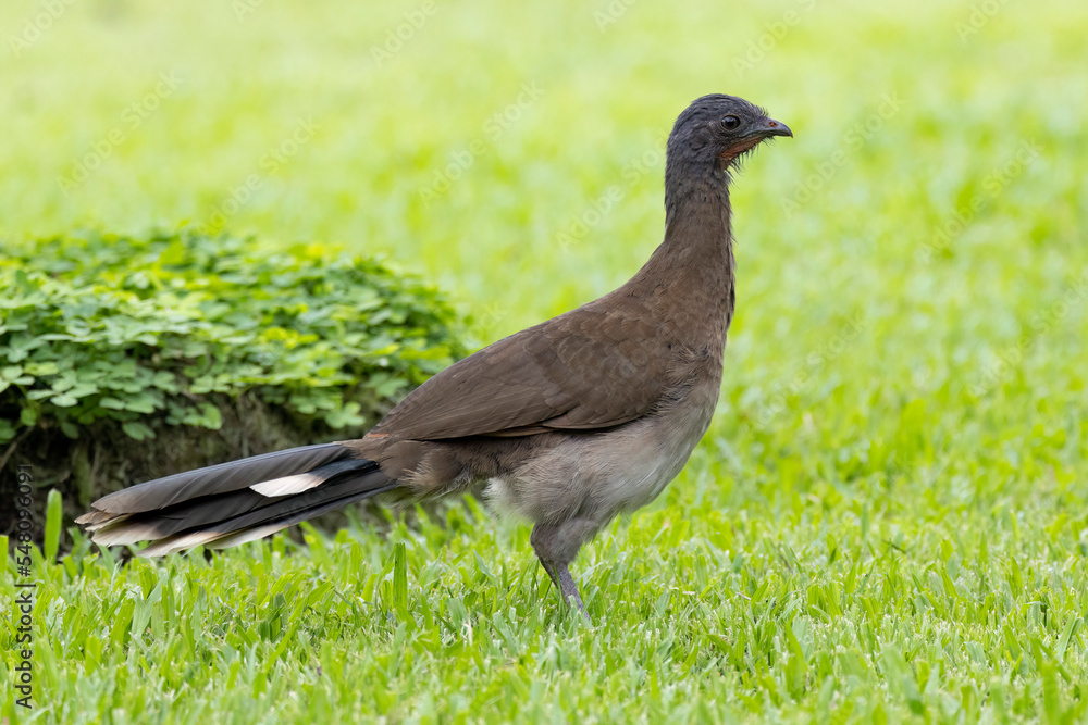 Fototapeta premium View of a Gray headed Chalalaca on a grass field