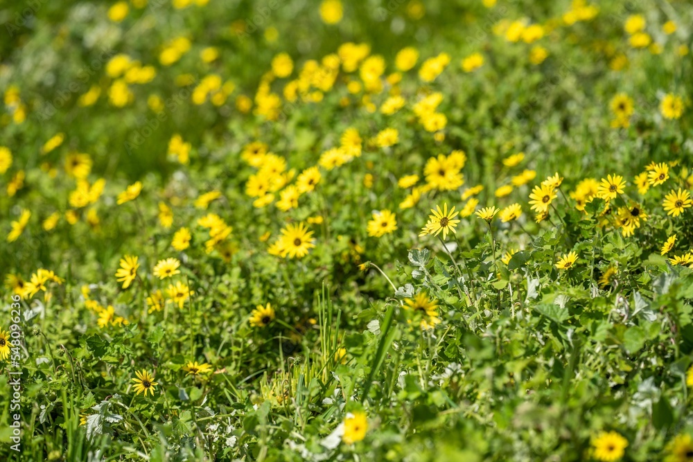 carbon stored by grass and pasture in a carbon sink in australia carbon stored by grass and pasture in a carbon sink in australia