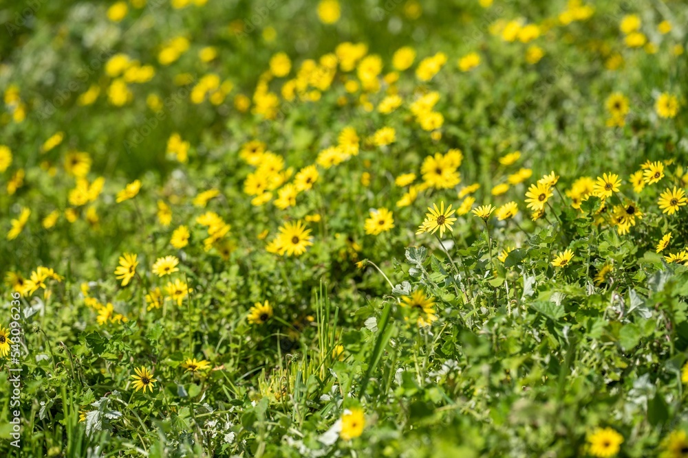 carbon stored by grass and pasture in a carbon sink in australia