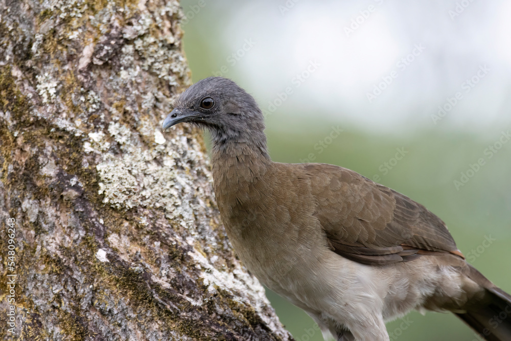 Close up view of a Gray headed Chalalaca Close up view of a Gray headed Chalalaca