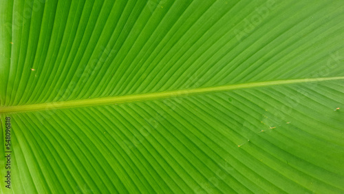 fresh green close up leaf texture. nature image concept