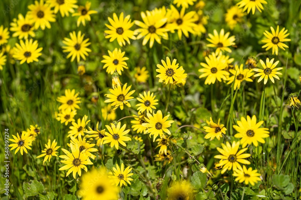 pasture and grass in a paddock on a regenerative organic flowers in a field pasture and grass in a paddock on a regenerative organic flowers in a field