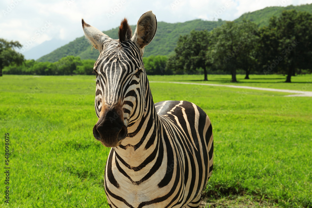 Fototapeta premium Beautiful striped African zebra in safari park