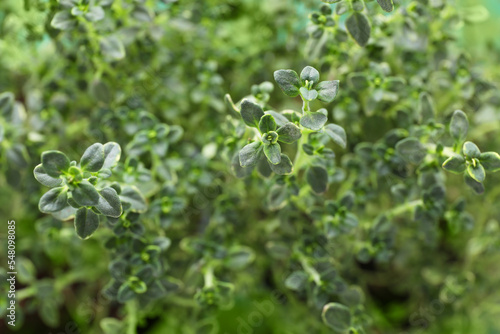 Aromatic fresh green thyme as background, closeup