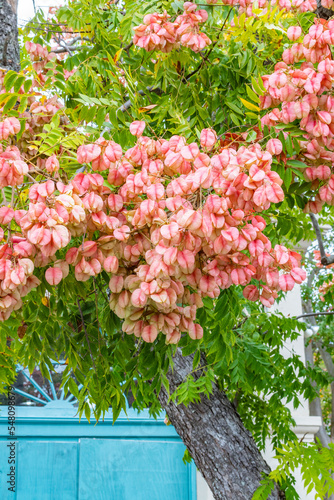 Chinese Flame Tree, Koelreuteria bipinnata, growing in the French Quarter of New Orleans.