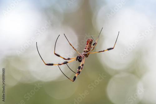 A Trichonephila clavipes spider native to North and South America.