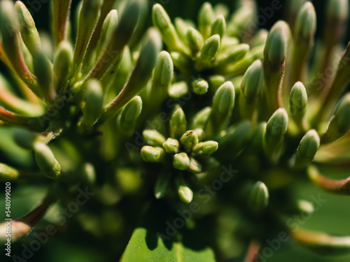 Close up of a plant