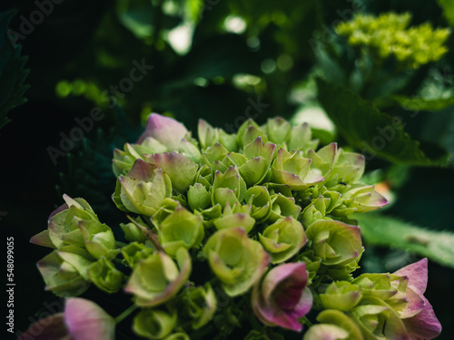 close up of a flower