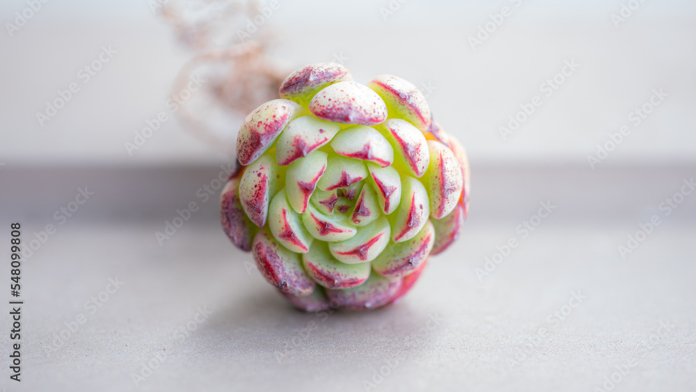 Succulent (Echeveria, crassula, aeonium, cotyledon, lithops, kalanchoe, caudex, etc) Succulent (Echeveria, crassula, aeonium, cotyledon, lithops, kalanchoe, caudex, etc)